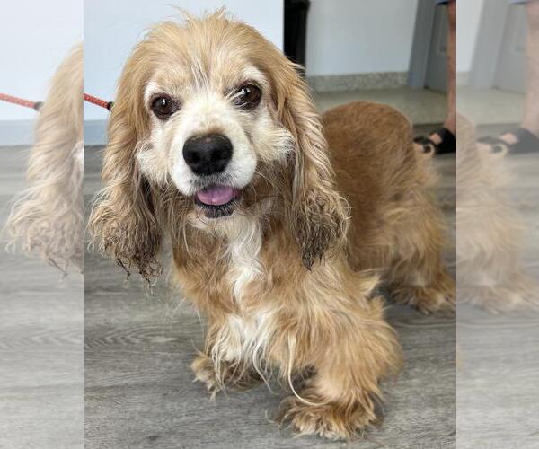 Medium Photo #2 Cocker Spaniel Puppy For Sale in Westminster, MD, USA