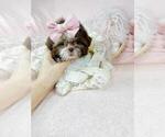 Small #15 Shih Tzu