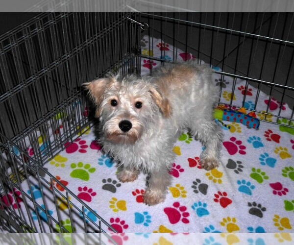 Medium Photo #2 Schnoodle (Miniature) Puppy For Sale in ORO VALLEY, AZ, USA