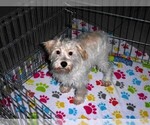 Small #1 Schnoodle (Miniature)