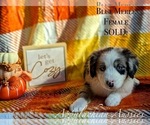 Puppy Puppy 2 Miniature Australian Shepherd