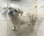 Small Shih Tzu Mix