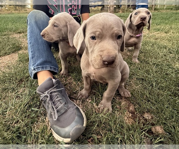 Medium Photo #1 Weimaraner Puppy For Sale in WILLOWS, CA, USA