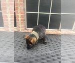 Small Photo #5 German Shepherd Dog Puppy For Sale in LANCASTER, TX, USA