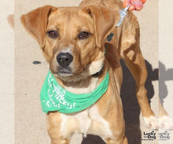 Medium Photo #1 Labrador Retriever-Unknown Mix Puppy For Sale in Washington, DC, USA