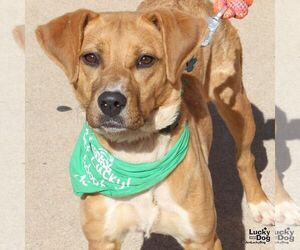 Labrador Retriever-Unknown Mix Dogs for adoption in Washington, DC, USA