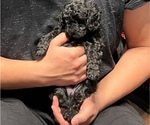 Small Photo #3 Poodle (Miniature) Puppy For Sale in LITTLETON, CO, USA