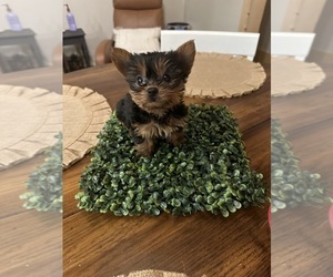 Yorkshire Terrier Puppy for sale in JASPER, GA, USA