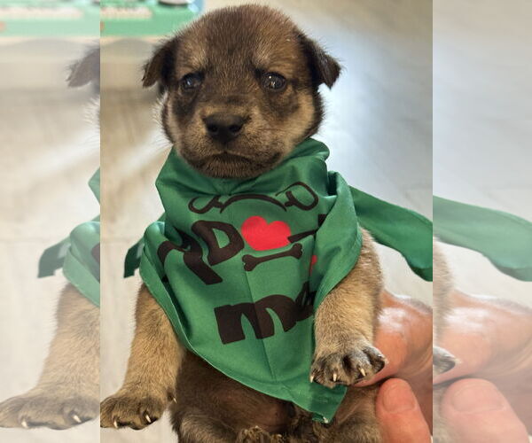 Medium Photo #2 German Shepherd Dog-Unknown Mix Puppy For Sale in The Woodlands, TX, USA