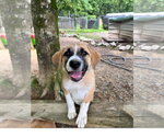 Small Great Pyrenees Mix