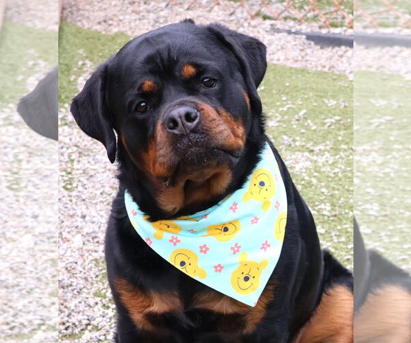 Medium Photo #1 Rottweiler Puppy For Sale in Hillsboro, NH, USA