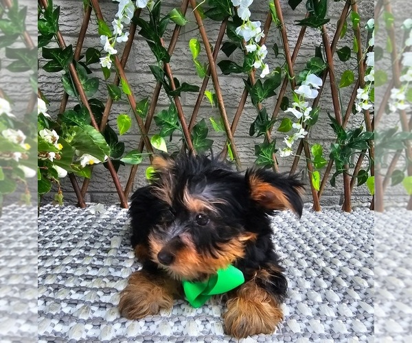 Medium Photo #2 Yorkshire Terrier Puppy For Sale in INDIANAPOLIS, IN, USA