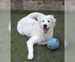 Small Photo #3 Great Pyrenees Puppy For Sale in Croydon, NH, USA