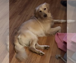 Father of the Goldendoodle puppies born on 12/30/2025