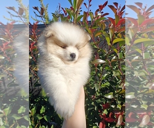 Pomeranian Puppy for sale in ROSEVILLE, CA, USA