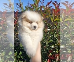 Small Pomeranian