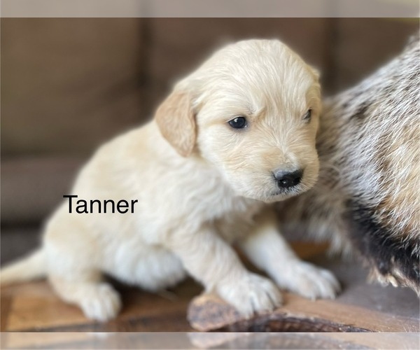 Medium Photo #1 Golden Retriever Puppy For Sale in FORDLAND, MO, USA