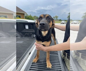 Mutt Dogs for adoption in Bolivar, MO, USA