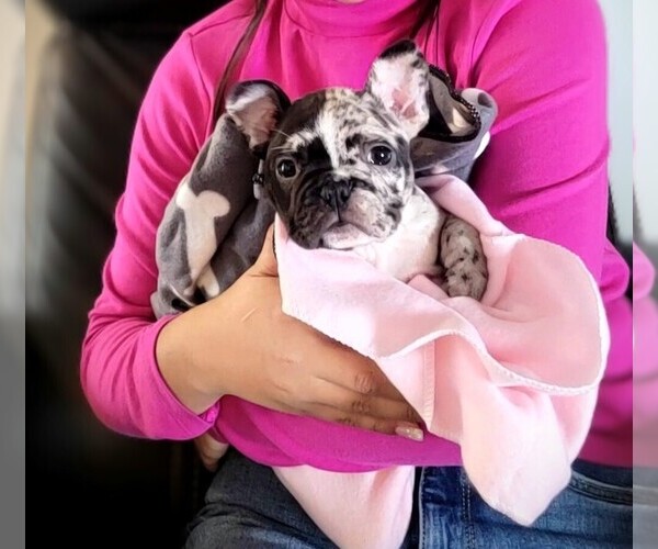 Medium Photo #1 Faux Frenchbo Bulldog Puppy For Sale in PASCO, WA, USA