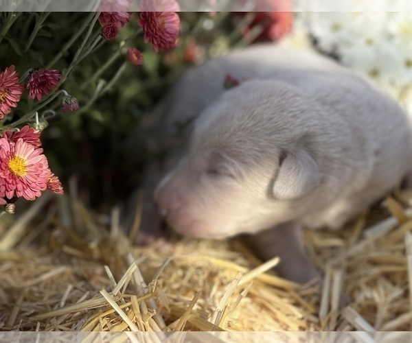 Medium Photo #23 Labrador Retriever Puppy For Sale in LEASBURG, MO, USA