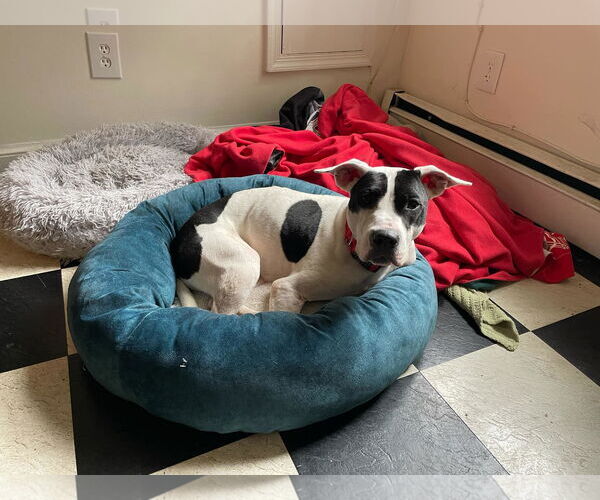 Medium Photo #11 American Pit Bull Terrier Puppy For Sale in Rockville, MD, USA