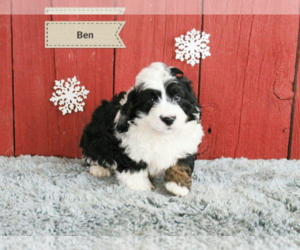 Bernese Mountain Dog Puppy for sale in CLEVELAND, OH, USA