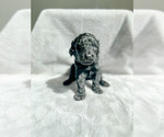 Small Photo #3 Goldendoodle Puppy For Sale in RENO, NV, USA