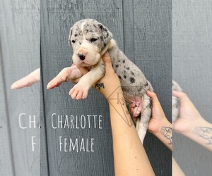 Great Dane Puppy for sale in WHEATFIELD, IN, USA
