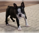 Small Photo #3 Boston Terrier Puppy For Sale in WINNSBORO, TX, USA