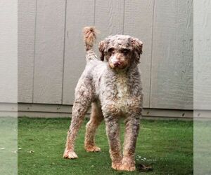 Father of the Bernedoodle (Miniature) puppies born on 03/20/2026