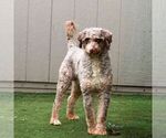 Small Photo #1 Bernedoodle (Miniature) Puppy For Sale in LITITZ, PA, USA