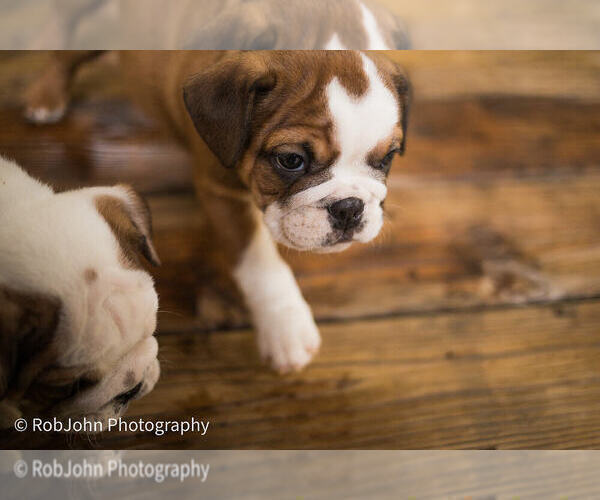 Medium Photo #3 Bulldog Puppy For Sale in STRAFFORD, MO, USA