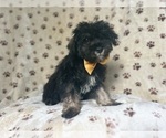 Small #6 Schnauzer (Miniature)