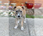 Small #7 Mutt