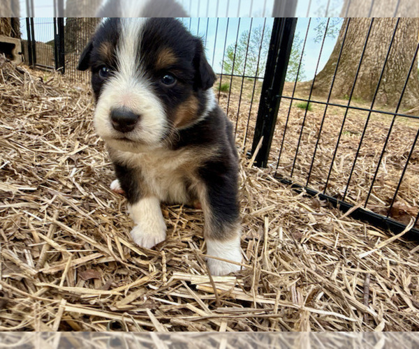 Medium Photo #3 Australian Shepherd Puppy For Sale in SMITHS GROVE, KY, USA