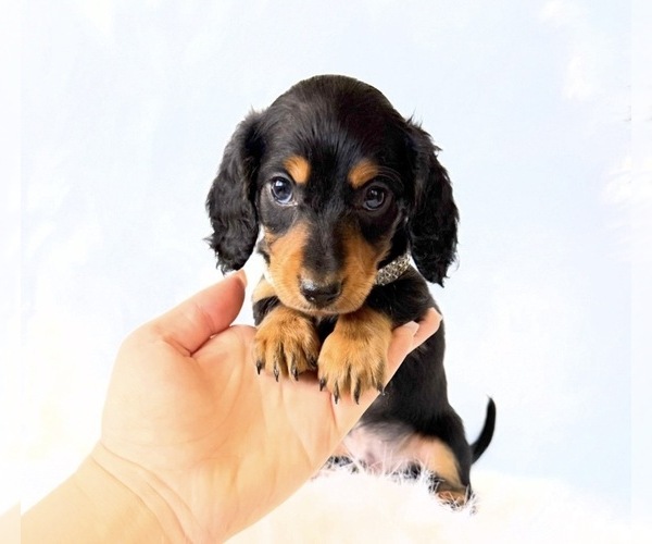 Medium Photo #2 Dachshund Puppy For Sale in DAVIS, CA, USA