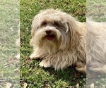 Small Photo #1 Havanese Puppy For Sale in YULEE, FL, USA