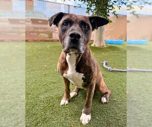 MARIPOSA - Female Mutt Dog for Adoption - Photo #3