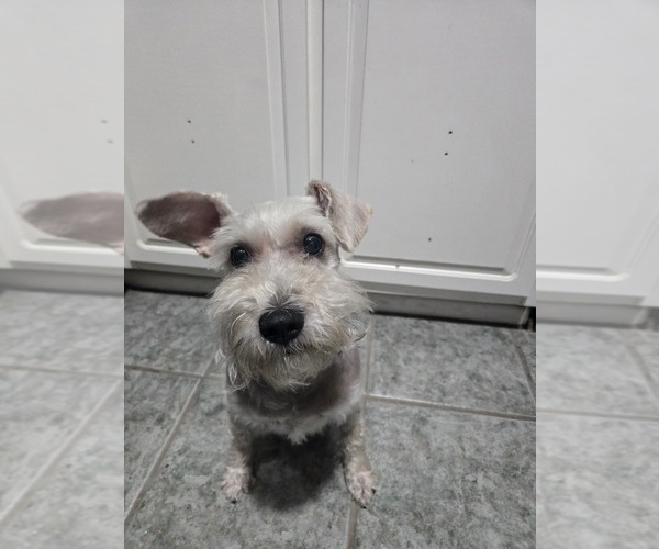 Medium Photo #1 Schnauzer (Miniature) Puppy For Sale in PETAL, MS, USA