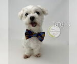 Small Photo #3 Maltese Puppy For Sale in Benton, LA, USA