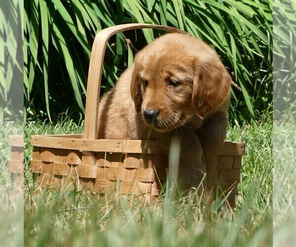 Medium Photo #3 Golden Retriever Puppy For Sale in WOLCOTT, VT, USA