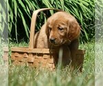 Small #2 Golden Retriever
