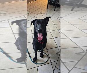 German Shepherd Dog-Irish Wolfhound Mix Dogs for adoption in DuQuoin, IL, USA