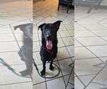 Small German Shepherd Dog-Irish Wolfhound Mix