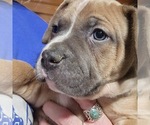 Small Photo #2 American Bully Puppy For Sale in WILLIAMSVILLE, IL, USA