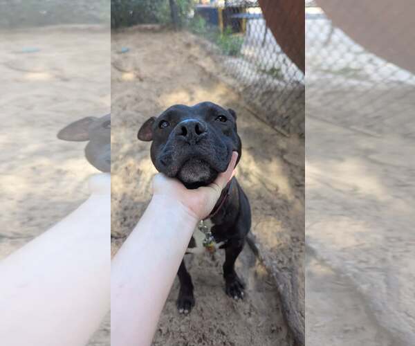 Medium Photo #2 Mutt Puppy For Sale in  Gainesville, FL, USA