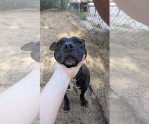 Thunder - Male Mutt Dog for Adoption - Photo #2
