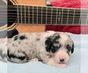 Pembroke Welsh Corgi-Poodle (Miniature) Mix Puppy for sale in LANCASTER, PA, USA