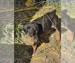 Small #19 Doberman Pinscher