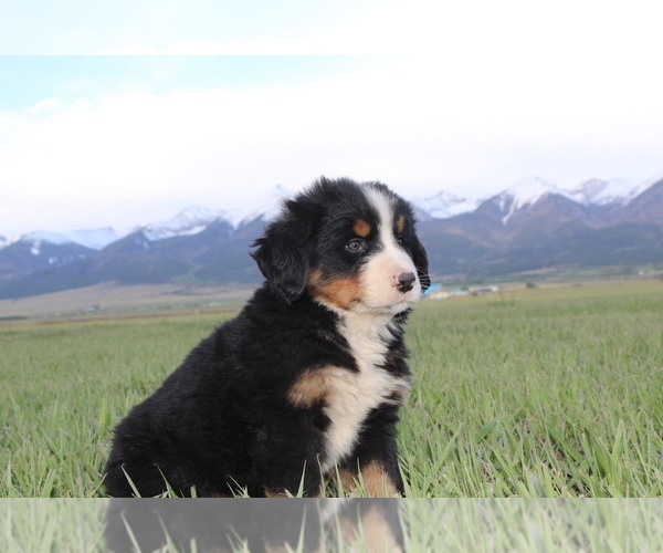 Medium Photo #2 Bernese Mountain Dog Puppy For Sale in HORN CREEK, CO, USA